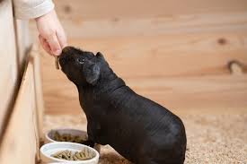 He's a coronet who is mostly a very dark grey fading into black with a white stripe on his nose and a bit of white hair down his spine. Photos Hairless Guinea Pigs Look Like Tiny Pet Hippos