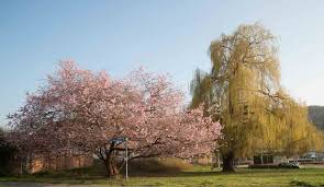 Vr bank nürnberg in hauptstraße 37, stein in der kategorie banken & sparkassen hat am freitag 5 stunden geöffnet und öffnet normalerweise um 08:30 und schließt um 16:00. Nach Umstrittene Baumfall Aktion In Stein Das Sagt Die Vr Bank Zu Den Vorwurfen Startseite