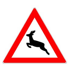 Jul 15, 2021 · wenn sie im freien sind, suchen sie sich eine mulde im gelände und legen sie sich möglichst flach hinein, gesicht nach unten. Beim Wildwechsel Richtig Verhalten Wildunfall Vermeiden 2021