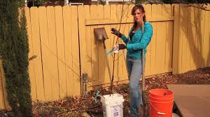 Cleveland pear trees (pyrus calleryana 'cleveland select') are well suited to cultivation in zones 5 though 8. Other Dwarf Fruit Tree Everything About The Cultivation Of Dwarf Fruit In The Garden 2021