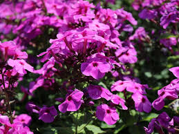 Maybe you would like to learn more about one of these? Hohe Flammenblume Purple Paradise Beste Sorten Stauden Wissen