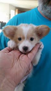 Find pembroke welsh corgi puppies and breeders in your area and helpful pembroke welsh corgi information. Salisbury Nc Corgi Meet Teddy Roosevelt A Pet For Adoption