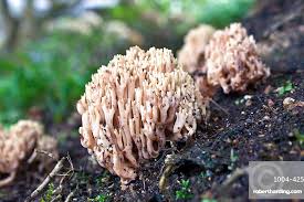 Image result for Ramaria stricta