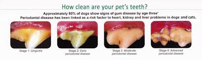 But the reality is cat teeth cleaning is necessary both at home and by a professional to stay healthy, just like us humans. Dentistry Princeton Veterinary Clinic