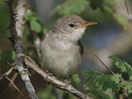 Bird With Yellow Stripe On Head Olive Tree Warbler Hippolais Olivetorum By Derek Keats Beautiful Birds Bird Bird Feathers