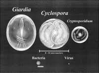 Image result for Cyclospora