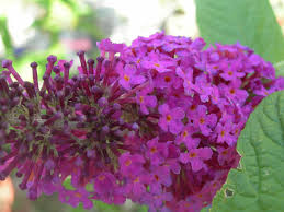 Image result for Buddleja madagascariensis