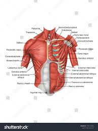 Anatomy is to physiology as geography is to history: Anatomy Of The Chest With Labels Ad Sponsored Anatomy Chest Labels Red Leather Jacket Leather Jacket Fashion