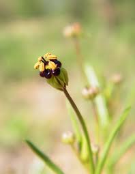 Image result for Camptorrhiza strumosa