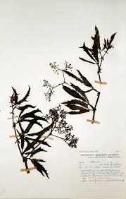 Image result for Cyphostemma rhodesiae