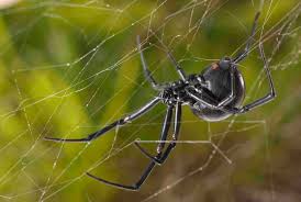 What Happens When You Poke Prod And Pinch Black Widow Spiders You Might Be Surprised Spiderbytes