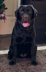 Search for yellow labrador retriever rescue dogs for adoption near lagrange, indiana. Home