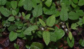 Image result for Melochia melissifolia