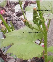 Image result for Tetranychidae grapevine
