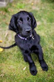 Flatcoated Retriever Puppy 10 Weeks Retriever Puppy Dogs Retriever Dog