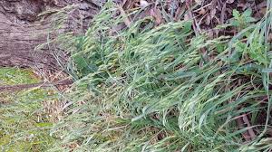 Image result for Bromus catharticus
