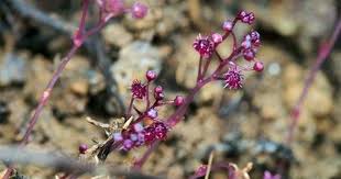 Home Cosmos Magazine Plants Photosynthesis Seed Pods