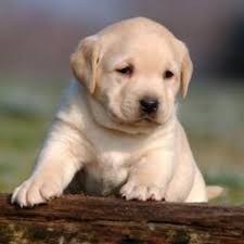 epingle par maisa jaime sur buddy bebe chien chien chiot