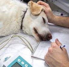 I had to either do my best to help her through an agonizing death or humanely end her suffering by putting her down. Dog Lymphoma When To Euthanize Dog Leash Pro