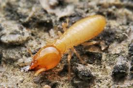 They are detritivores, feeding on dead trees and plants, the dead portions of living trees, and wood particles in the soil. How Seasonal Changes Affect Termites Termite Prevention Tips