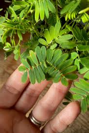 Image result for Mimosa pudica