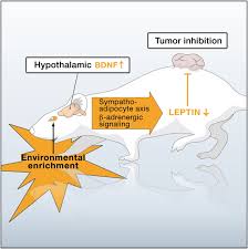 When cancer goes into remission without therapy considered adequate to otherwise lead to remission. Environmental And Genetic Activation Of A Brain Adipocyte Bdnf Leptin Axis Causes Cancer Remission And Inhibition Cell