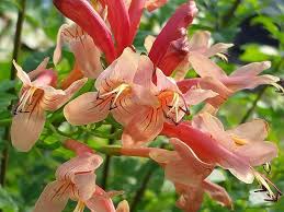 Image result for Tecoma capensis