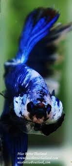 Nice Betta Thailand Co Ltd Betta Fish For Sale Siamese Fighting Fish Betta Fish Betta Breeding Betta Fish