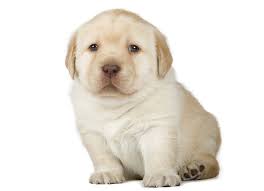 Golden retriever puppies newborn to 12weeks timelapse video, watch them grow week by week.watch adorable golden retriever puppies from the first day they. Stages Of Puppy Development Puppies Articles Dogzone Com