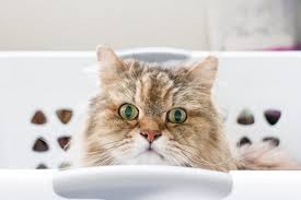 How to remove cat hair from clothes, furniture and more? Use This Laundry Trick To Remove Pet Hair From Your Clothes