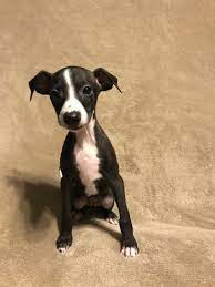 Italian Greyhound Puppy For Sale In Alton Il Adn 57533 On Puppyfinder Com Gender Female Age 7 We Italian Greyhound Puppies Greyhound Puppy Whippet Puppies