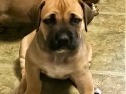 Find boerboel puppies and breeders in your area and helpful boerboel information. Puppyfinder Com Boerboel Puppies Puppies For Sale Near Me In Virginia Usa Page 1 Displays 10