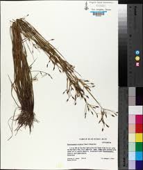 Image result for Rhynchospora eximia