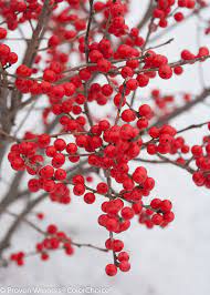 Berry Poppins Winterberry Ilex Verticillata Winterberry Winter Plants Winterberry Holly