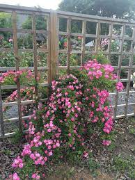 The Peggy Martin Rose Aka The Katrina Rose Is A Wonderful Old Garden Rose Rose Garden Landscape Beautiful Roses Plants