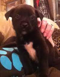 We did not find results for: Puppy And Dog Adoption Day Brick Nj Patch