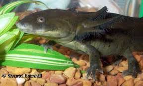 Check spelling or type a new query. Caudata Culture Species Entry Tiger Salamander