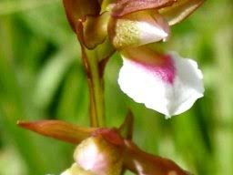 Image result for Neobolusia