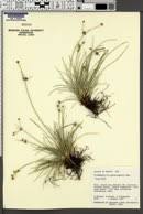 Image result for Fimbristylis scabrida