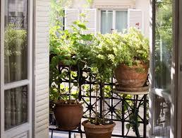 Arbre aux gentianes balcon terrasse. 1001 Idees De Plante Brise Vue Pour Balcon Ou Jardin