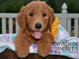 Mini & standard goldendoodles available! English Teddy Bear Goldendoodle Puppies For Sale In North Carolina By Above And Beyond Standards Above And Beyond Standards Premier Puppies In Nc Bernedoodle Goldendoodle Akc Poodle Sheepadoodle Puppies