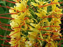 Check spelling or type a new query. Fragrant Flowers Of Hawaii Owlcation