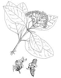 Image result for Nuxia congesta