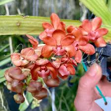 Image result for Rhynchosia galpinii