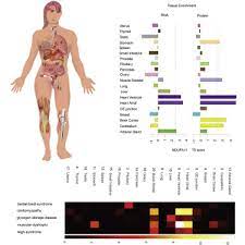 The map shows the average ratio of correct answers to human anatomy related questions in globalquiz, the human anatomy knowledge map. A Quantitative Proteome Map Of The Human Body Sciencedirect