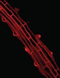 Cell size is highly variable among organisms, with some algae such as caulerpa taxifolia being a single cell several meters in length.2 plant cells are much larger than animal cells. Researchers Identify Key Pathway For Plant Cell Growth Lab Manager