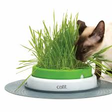 Smartykat sweet greens are a safe alternative to potentially poisonous lawn greens and houseplants. Senses 2 0 Cat Grass Kit Refill Kit For Grass Planter Catit Uk