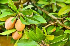 Image result for Sapotaceae