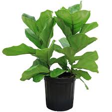 Submitted by sarah browning, unl extension educator. Home Depot S Plant Return Policy Is Pretty Great
