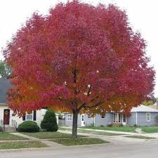 Acer Ginnala Erable De Mandchourie Planter Des Arbres Arbres D Ombrage Arbre De Jardin